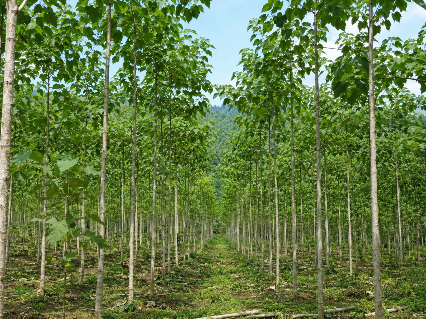 Bolaina (Guazuma crinita) en plantaci&oacute;n forestal
