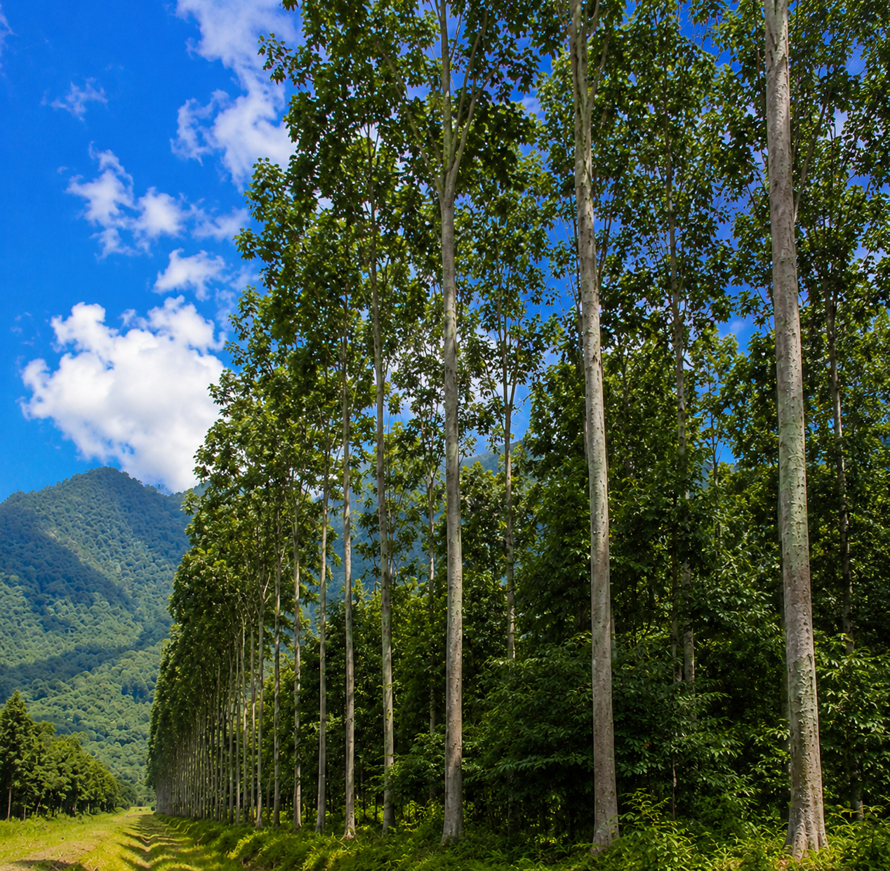 Bosque amaz&oacute;nico con bolaina — JHYPERIONM